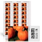 Read more about the article Pumpkin Patch NetStamps Labels