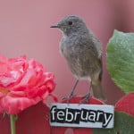 Read more about the article Chirping Birds in February