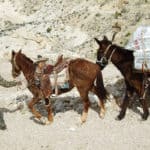 Grand Canyon Postal Service Mule Mail