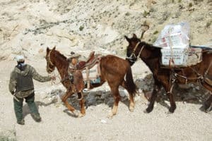 Grand Canyon Postal Service Mule Mail