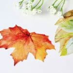 Rumcent Special Irregular Shape Autumn Leaves Postcards