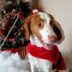 Cooper July Santa Paws Letter Writing