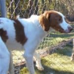 Photo of our puppy Cooper, November 2016 playtime. Seven months old.