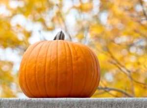 One pumpkin on a ledge in autumn ID 61197144 Dreamstime