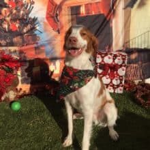 Cooper Awaiting Santa Paws 2017