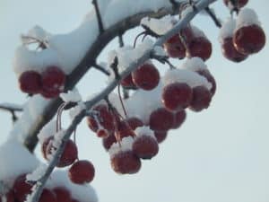 Apples in the cold, ID 91471536 © Iver76 | Dreamstime.com