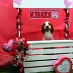 Cooper's Valentines Kisses Booth 2018