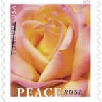 Peace Rose Forever Stamp