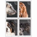 Read more about the article Pawsing for @PostVox Irish Dog Breeds 2016 Stamps