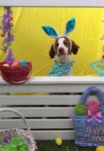 Cooper Wrapping up Easter Greetings 2018