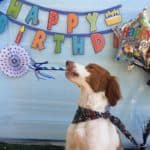 Read more about the article Cooper 2nd Birthday Pawville Party