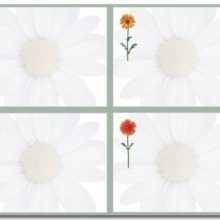 Springtime Daisies 4 Up Postcard