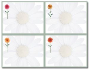 Daisies 4 Up Postcard