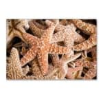 Starfish Postcards Collection