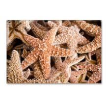 Pursuing Starfish Postcards Collection