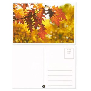 Four Seasons Variety Pack Postcards