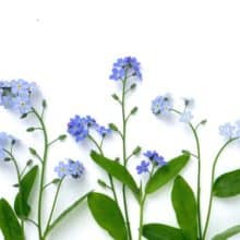Bottle Branch Forget Me Not Note Card Botanical Art Stationery
