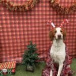 Cooper's Dear Santa Paws 2018 - Pawville SurfCity photo