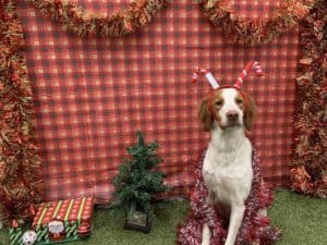 Cooper's Dear Santa Paws 2018 - Pawville SurfCity photo