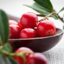 Lingonberries Greeting Card by Kati Finell & finding Lingonberry preserves