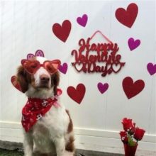 Cooper, Valentine’s Pictorial Postmarks 2019 & Celebrating AnchoredScraps 1450th Daily Blog Post Milestone Today