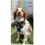 Read more about the article Celebrating Cooper 3rd Year Birthday Pawville Party