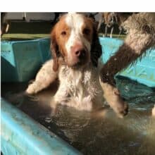 Cooper sending early DogMom Greetings & SymplePrints Awesome Cat Mom & Pawsome Dog Mama Cards