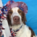 Coopers Happy July 4, 2019