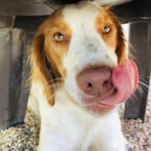 AnchoredScraps August 2019 Letter Writing Blog Recap & Ode to Dog Days of Summer