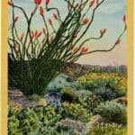 Read more about the article Vintage Southwest Postcard – When the Desert Blooms