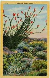 Vintage Southwest Postcard: When the Desert Blooms