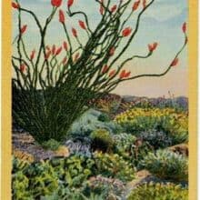 Vintage Southwest Postcard – When the Desert Blooms
