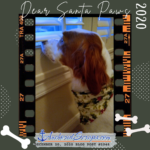 Read more about the article Dear Santa Paws 2020, by Cooper